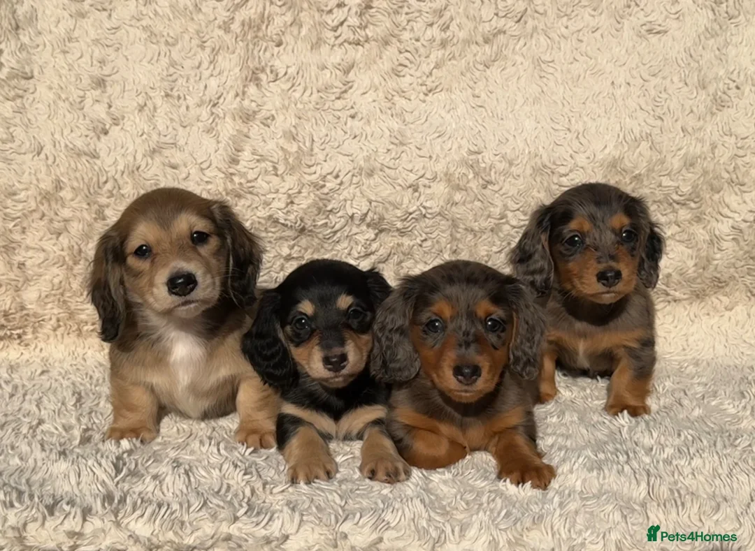 Miniature Dachshund dogs for sale: Miniature longhaired dachshunds  - Advert 1