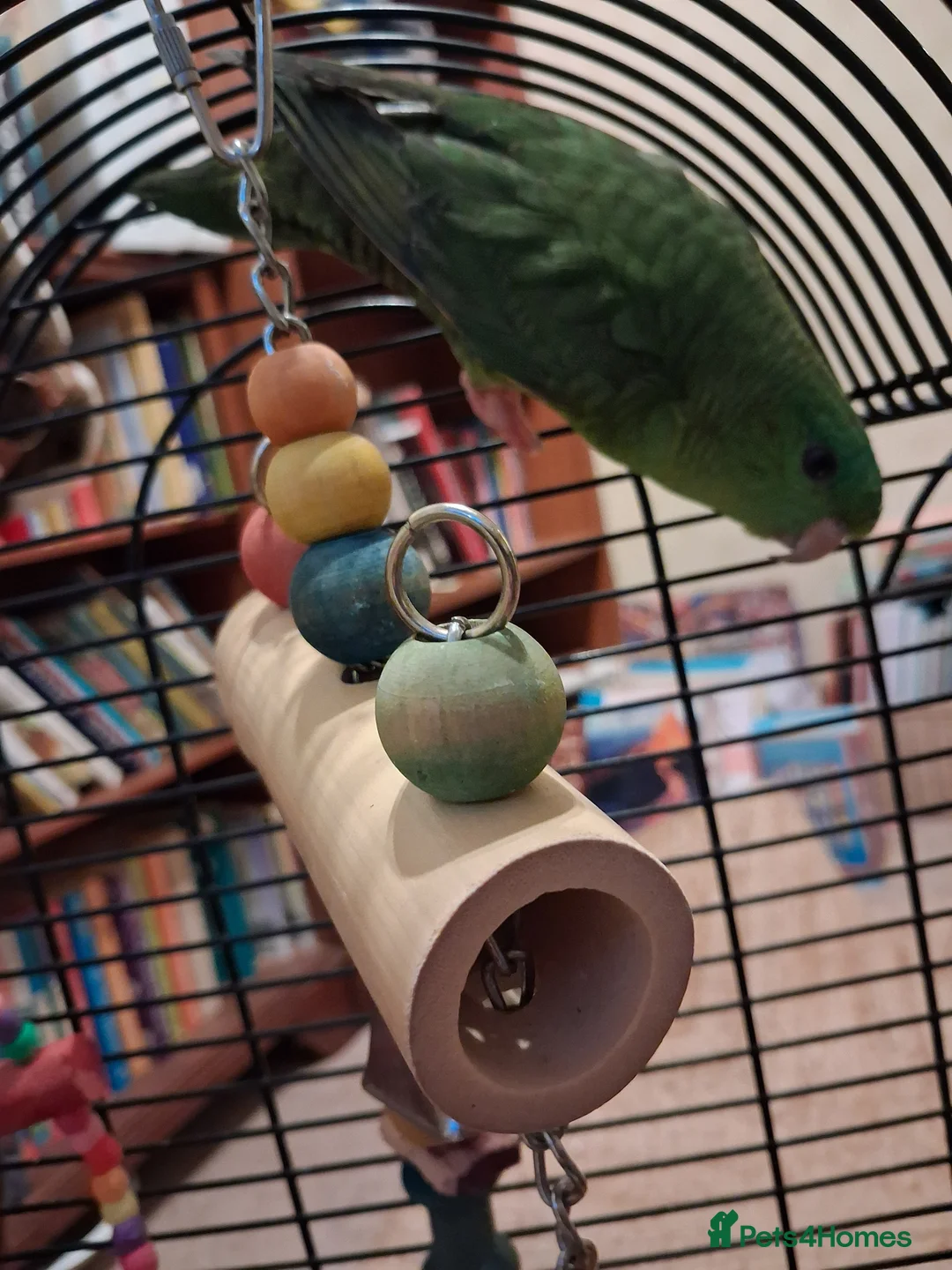 Parakeets birds for sale: Barred (lineolated) parakeet - Advert 2