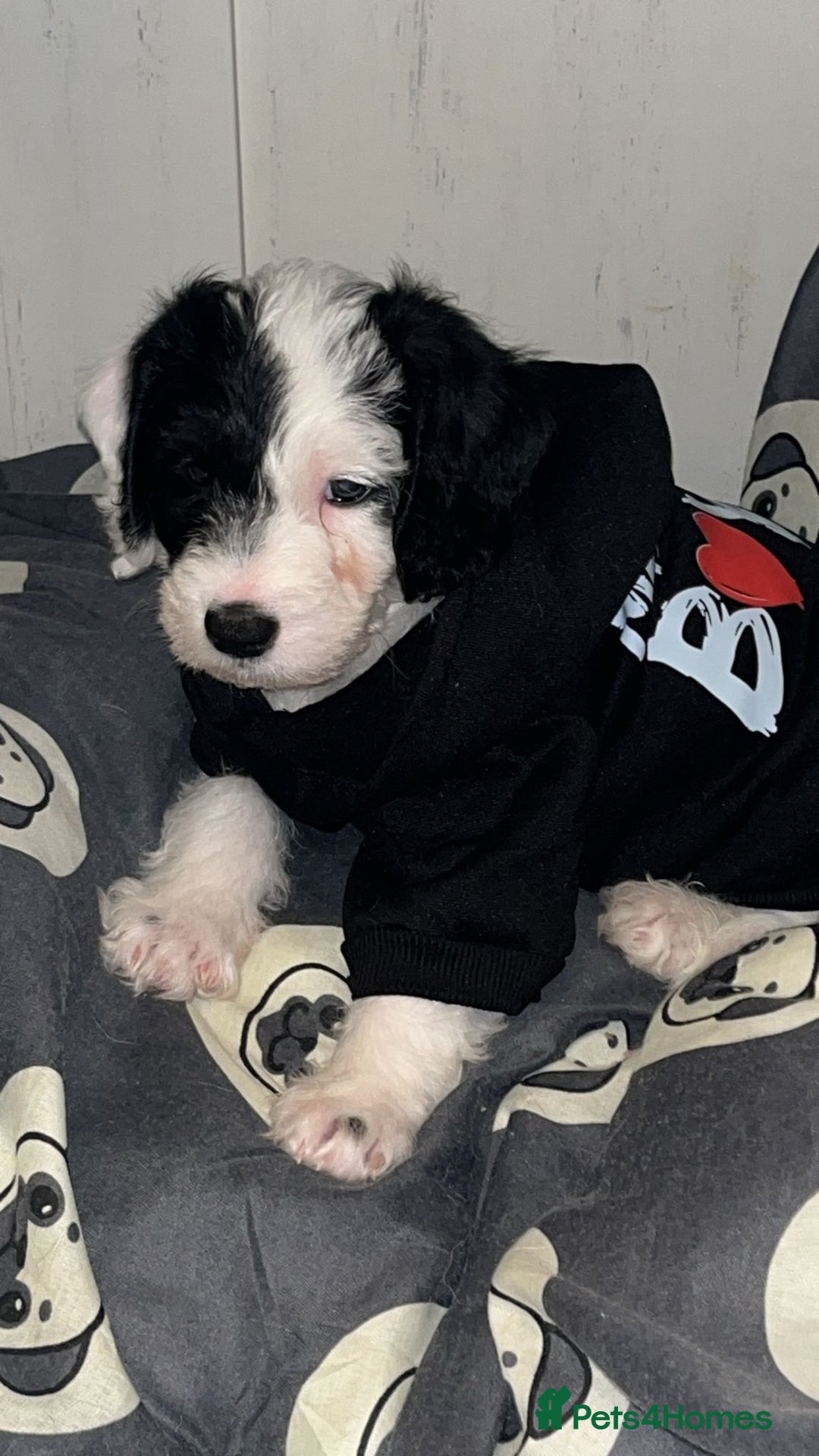 Mixed Breed dogs for sale: Scnockerpoo's  - Advert 4