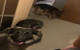 German Shepherd dogs for sale: German shepherd long haired  - Image 5