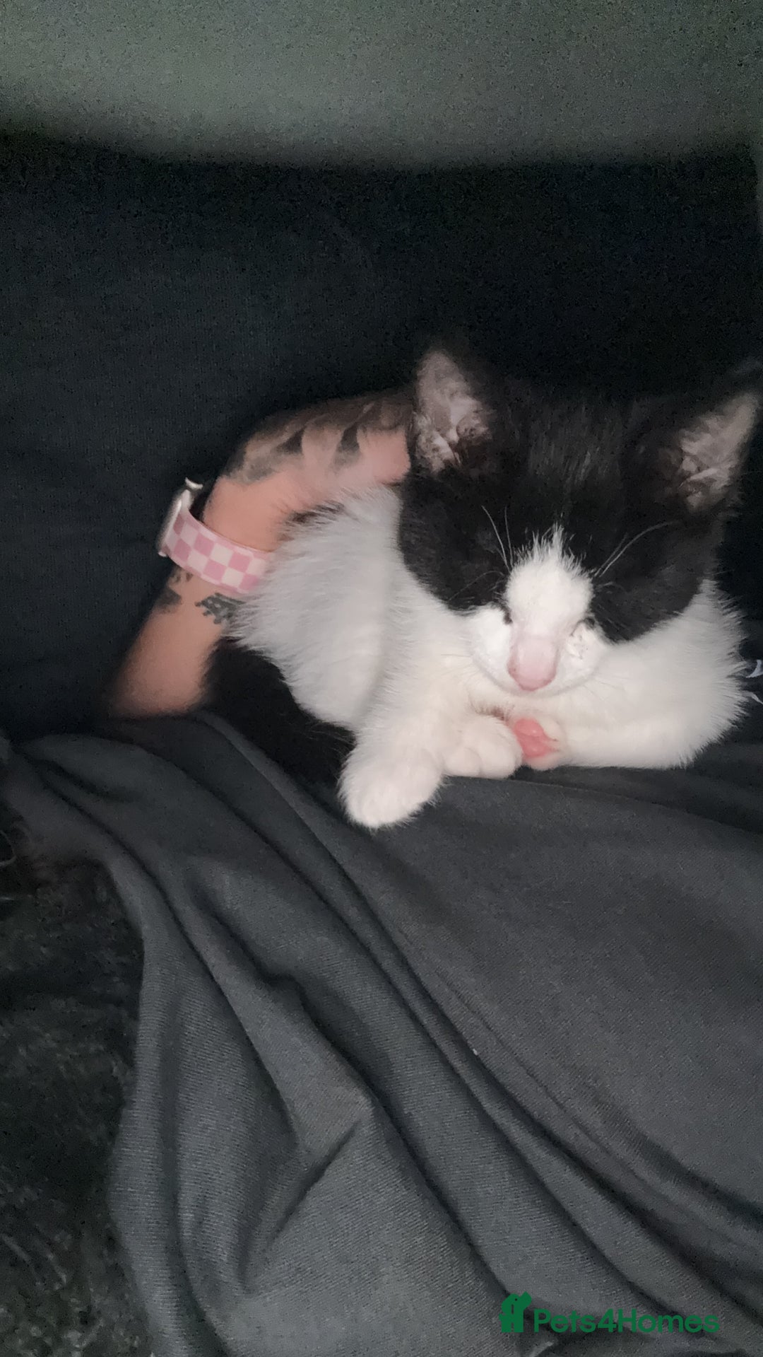 Domestic Shorthair cats for sale: Kitten looking for forever home - Image 7