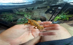 Gecko reptiles for sale: Various crested geckos and gargoyles - Image 9