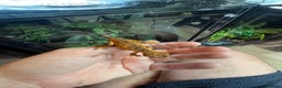 Gecko reptiles for sale: Various crested geckos and gargoyles - Advert 9
