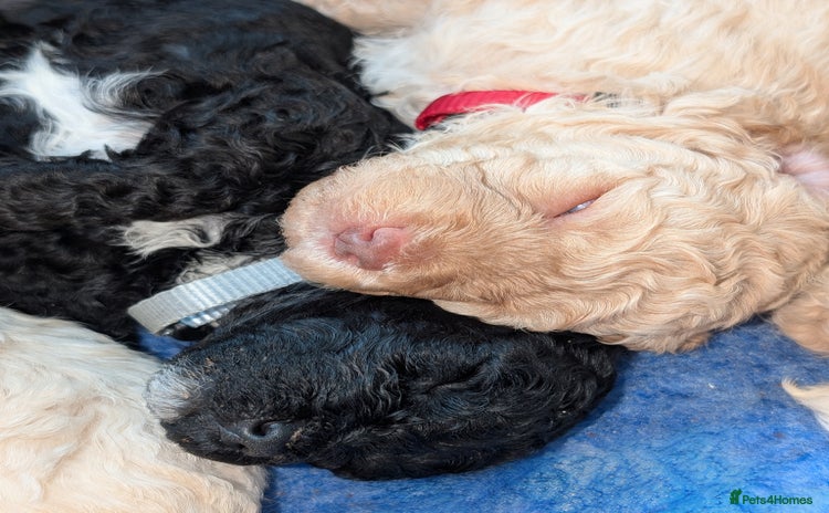 Miniature Poodle dogs - Advert 5