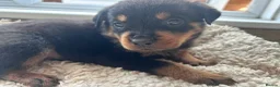 Rottweiler dogs for sale: Beautiful Rottweiler Pups  - Advert 28