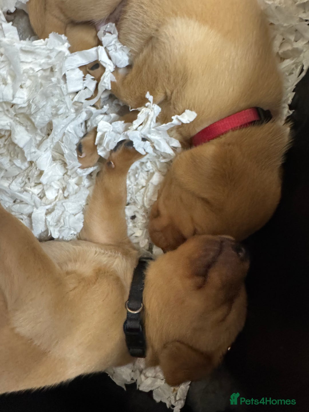 Labrador Retriever dogs for sale: KC Reg Health Tested Fox Reds Working Lines 4 Gen - Image 14
