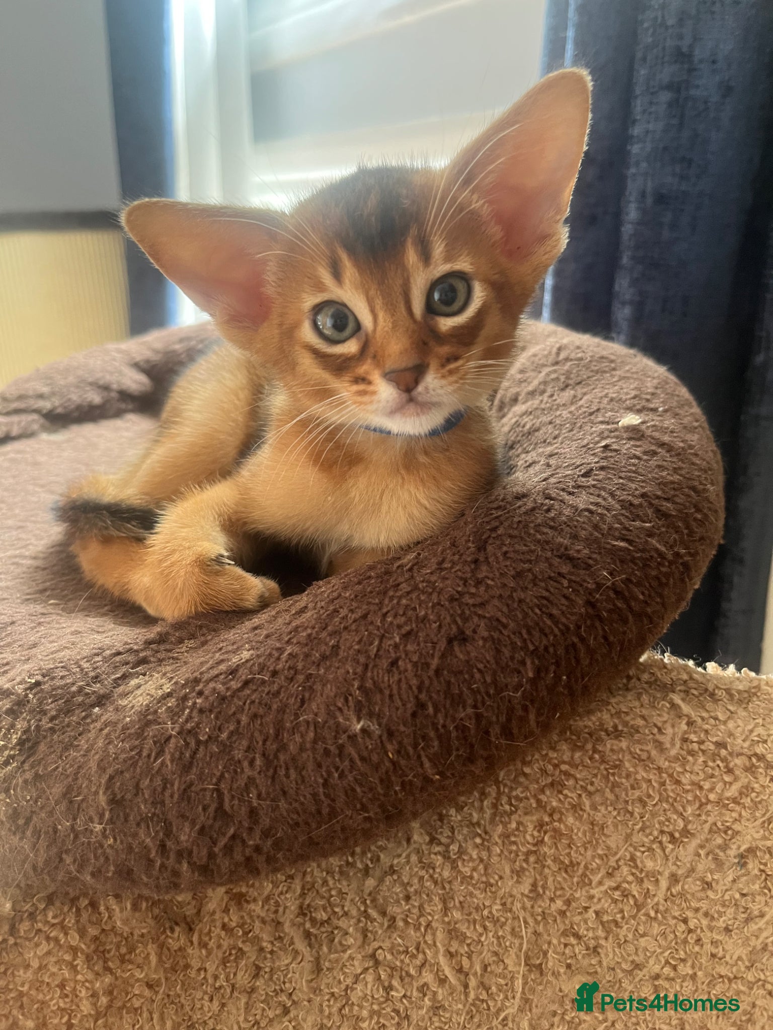 Abyssinian cats Adorable Abyssinian kittens - Advert 2