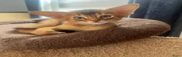 Abyssinian cats for sale: Adorable Abyssinian kittens - Advert 5