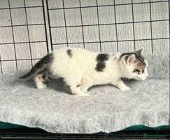 Mixed Breed cats Beautiful friendly kittens - Advert 3