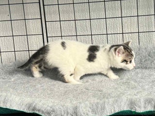 Mixed Breed cats Beautiful friendly kittens - Advert 1