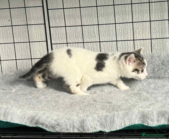 Mixed Breed cats Beautiful friendly kittens - Advert 1