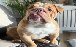 English Bulldog dogs for stud: REGGIE in Bilston - Image 9