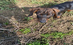 Dachshund dogs for sale: One Mini dachshund puppy Dad kc registered in Northampton - Image 3