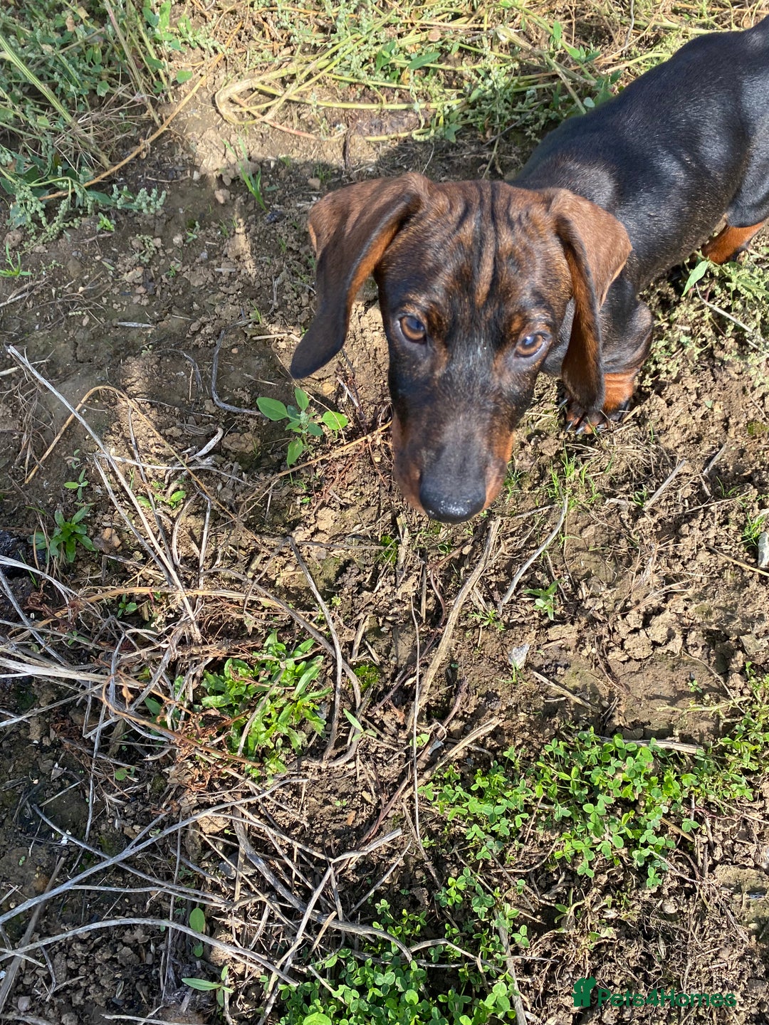 Dachshund dogs for sale: One Mini dachshund puppy Dad kc registered in Northampton - Image 3