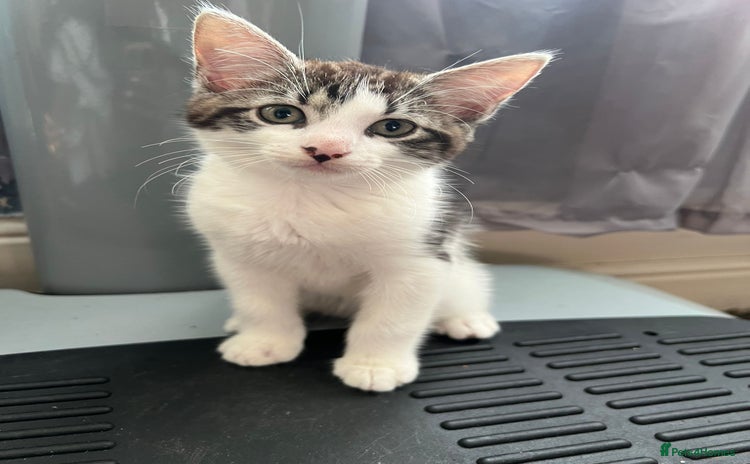 Domestic Shorthair cats - Advert 5