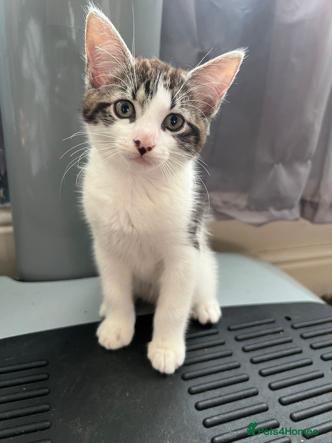 Domestic Shorthair cats for sale: Beautiful Kittens for sale - Image 1