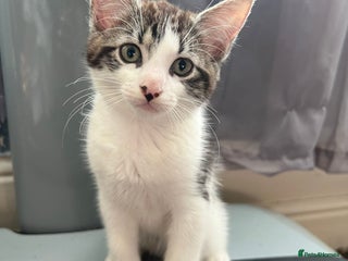 Domestic Shorthair cats - Advert 17