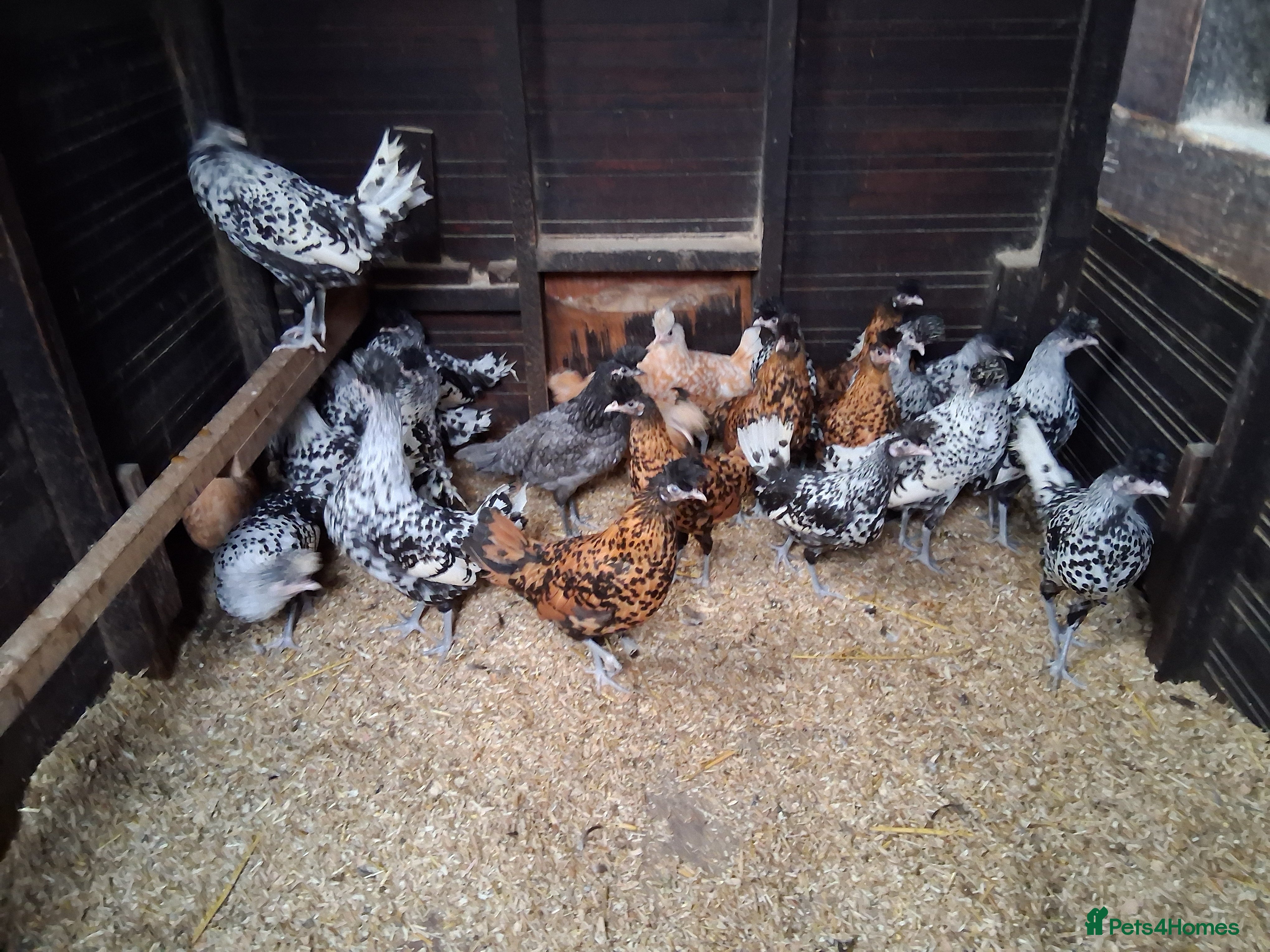 Chickens poultry Appenzella all female  - Advert 2