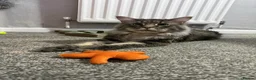 Maine Coon cats for sale: Beautiful Silver MaineCoon- ** ’s Day Boy in Dudley - Advert 3