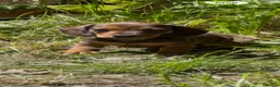 Miniature Dachshund dogs for sale: KC reg miniature smooth dachshund in Warminster - Advert 6