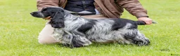 Cocker Spaniel dogs for stud: Stunning KC Show cocker for stud - Advert 4