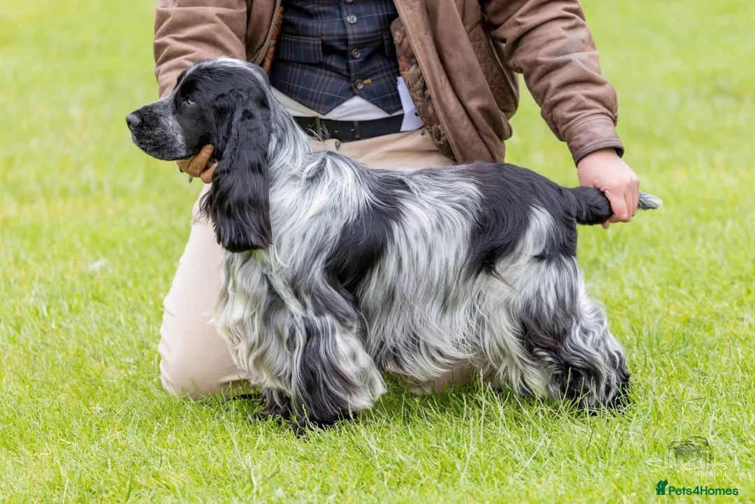 Cocker Spaniel dogs for stud: Stunning KC Show cocker for stud - Advert 4