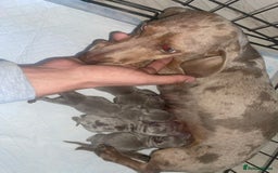 Miniature Dachshund dogs for sale: Miniature dachshund puppy’s  - Advert 7