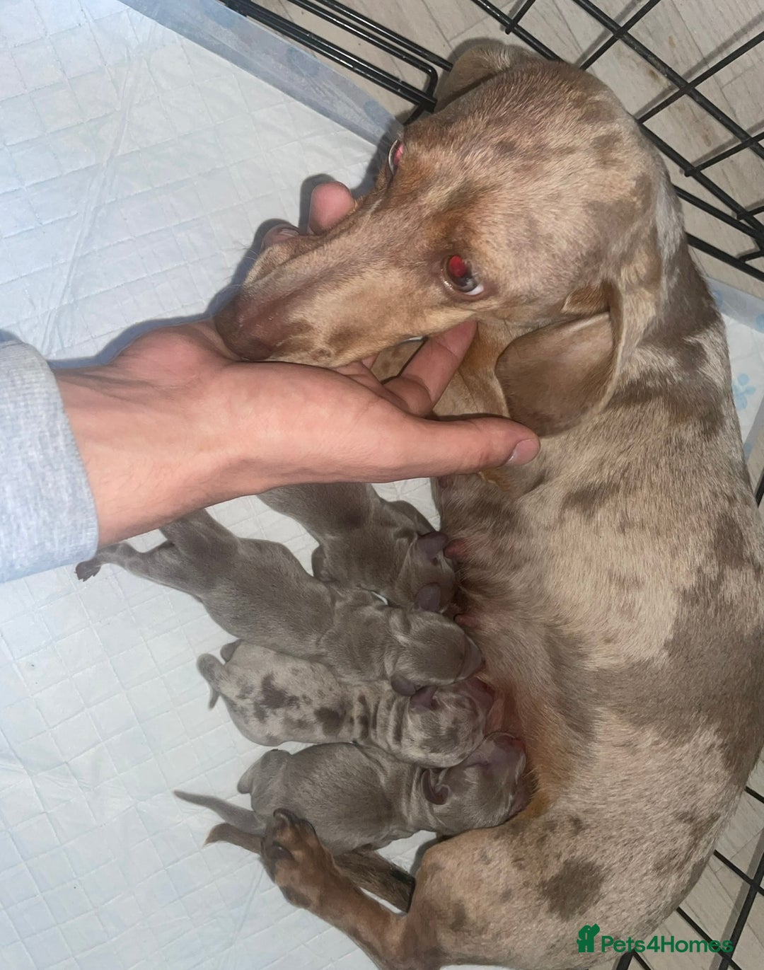Miniature Dachshund dogs for sale: Miniature dachshund puppy’s  - Advert 7