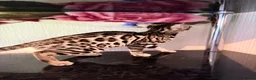 Bengal cats for sale: TICA, GCCF Champion Bloodline Bengal Kittens in London - Advert 28