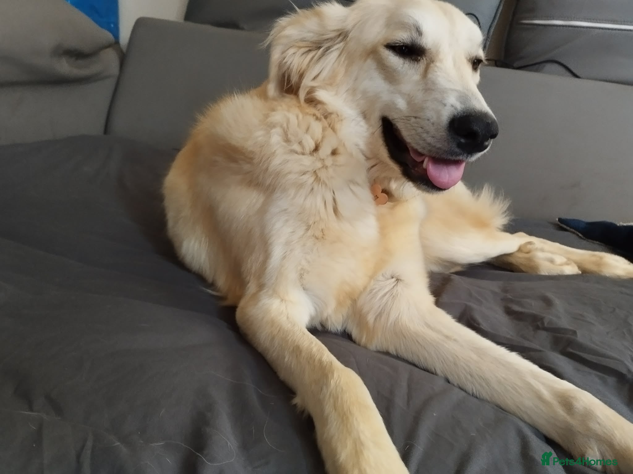 Mixed Breed dogs for adoption: Alaska wants the best home  in Crewe - Advert 6