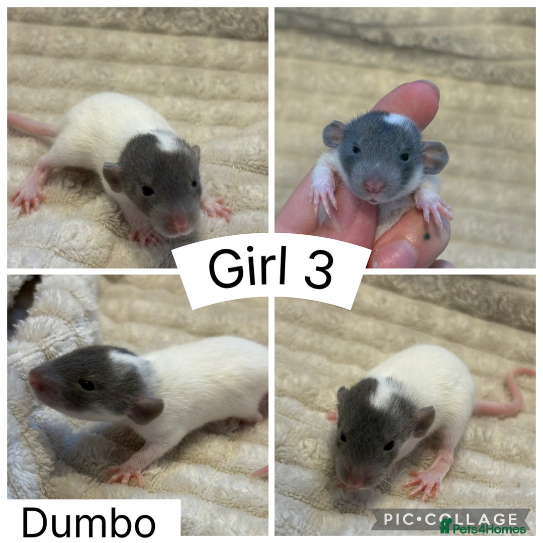 Rat rodents for sale: Baby rats (males and females) - Image 6