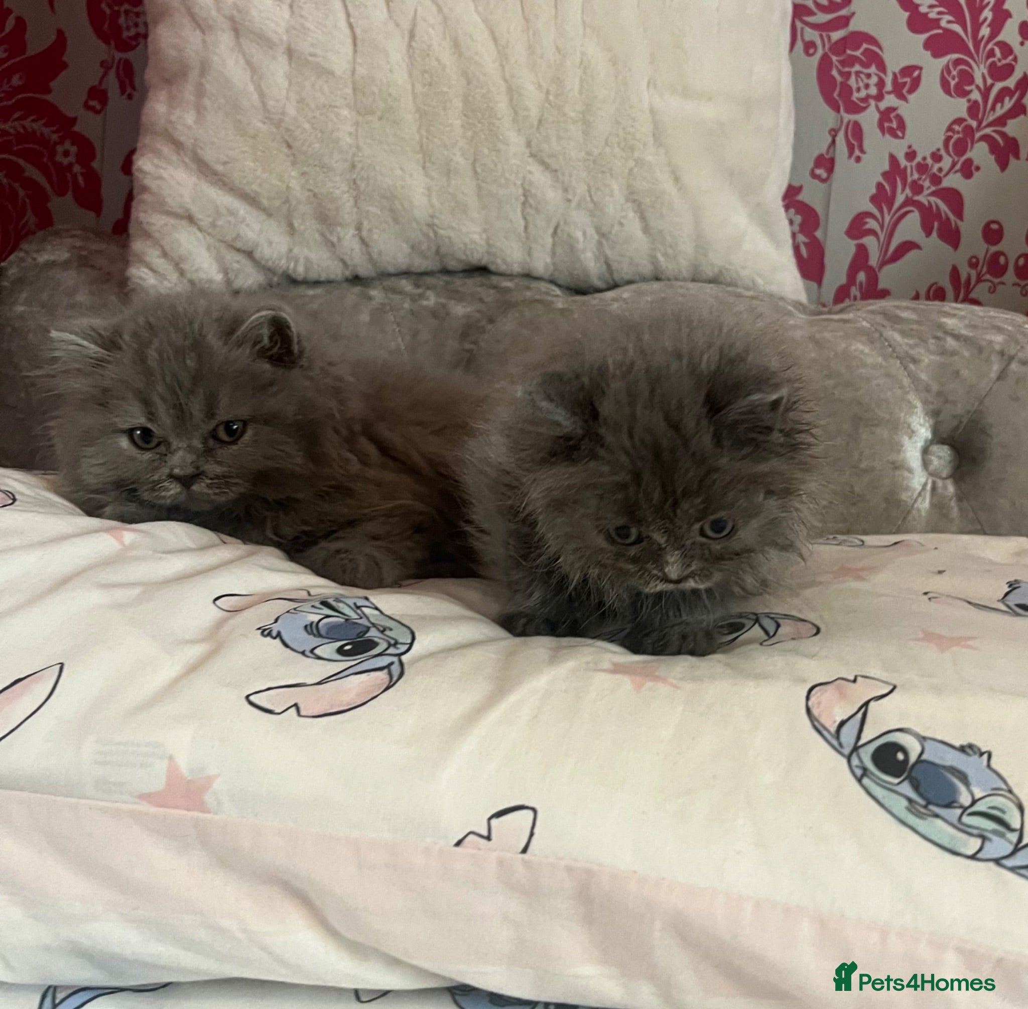 British Longhair cats Stunning blue British longhair kittens - Advert 2
