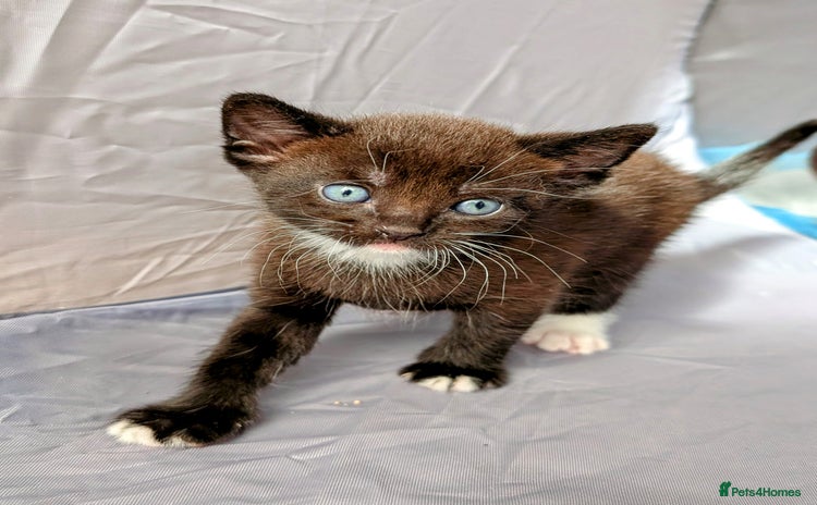 Mixed Breed cats - Advert 1