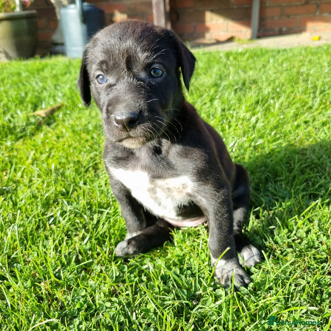 Mixed Breed dogs for sale: Collie cross rough haired Hungarian viszler  - Image 18