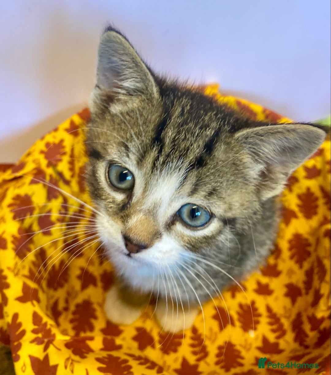 European cats for sale: Colourful kittens - Image 15