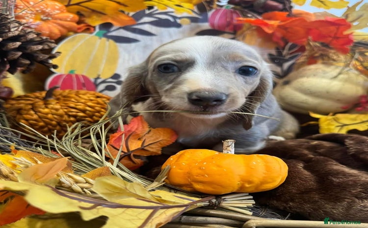 Miniature Dachshund dogs - Advert 6