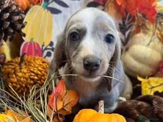 Miniature Dachshund dogs - Advert 3