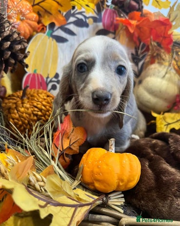 Miniature Dachshund dogs - Advert 6