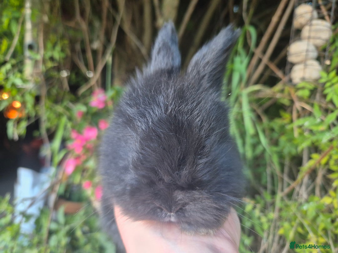 Angora rabbits for sale: The cutest black beauties 🖤 - Image 24