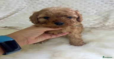 Cavapoo dogs in Brough - Advert 7
