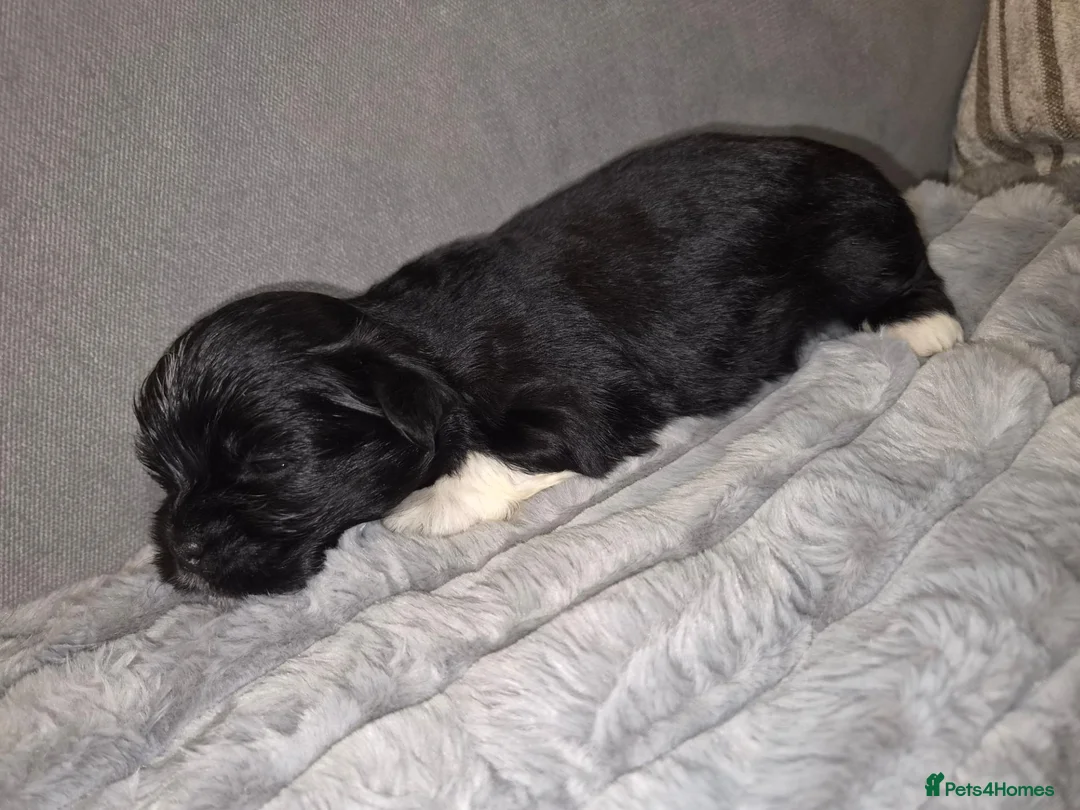 Lhasa Apso dogs for sale: Beautiful KC Registered Lhasa Apso Puppies - Advert 39