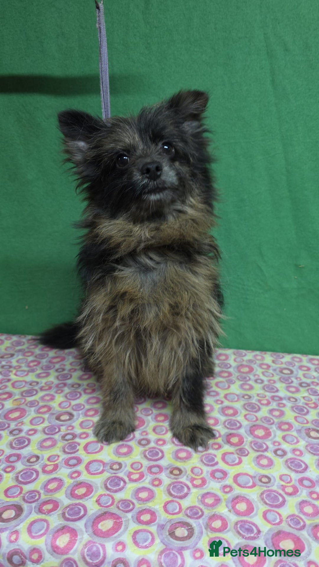 Pomeranian dogs for adoption: HENRY – Pomeranian × Yorkshire Terrier (Male) - Advert 3