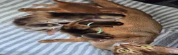 Abyssinian cats for sale: 🏆 TICA Registered Abyssinian Kittens in Chatham - Advert 3