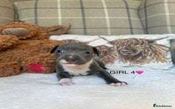 Staffordshire Bull Terrier dogs for sale: STAFFORDSHIRE BULL TERRIERS💚 - Image 16