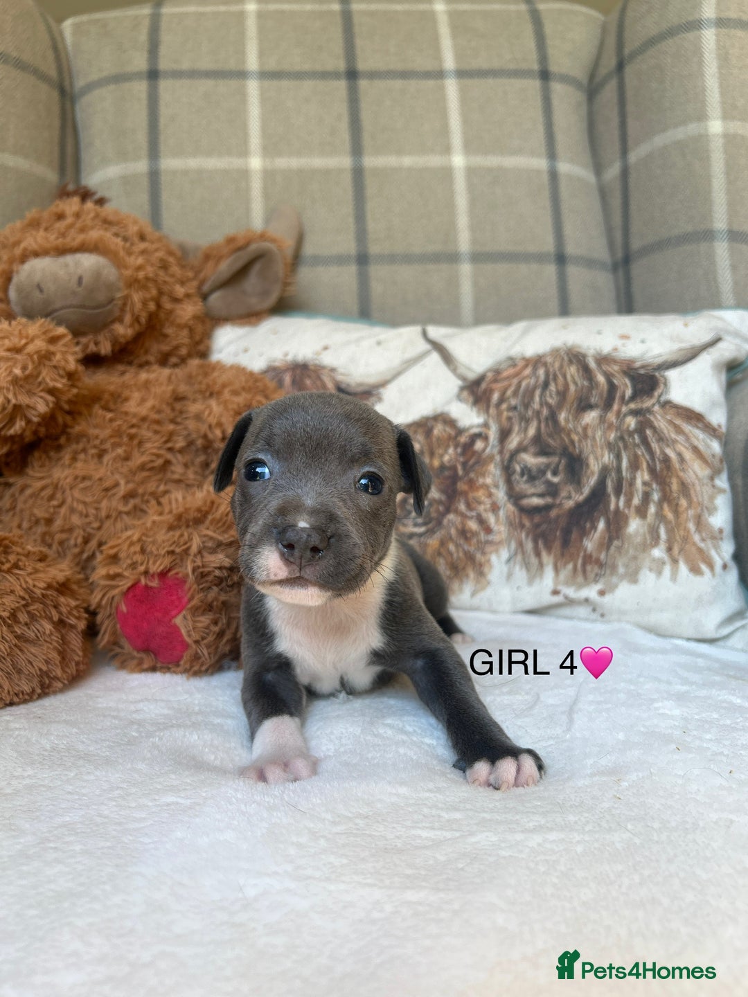 Staffordshire Bull Terrier dogs for sale: STAFFORDSHIRE BULL TERRIERS💚 - Image 16