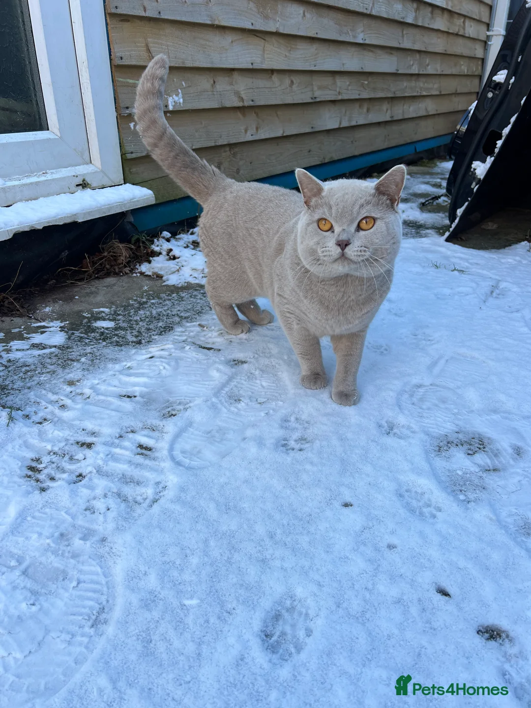 British Shorthair cats for stud: British shorthair lilac STUD - Advert 3