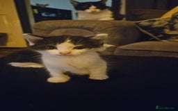 Mixed Breed cats for sale: 4 beautiful mixed kittens  - Image 8
