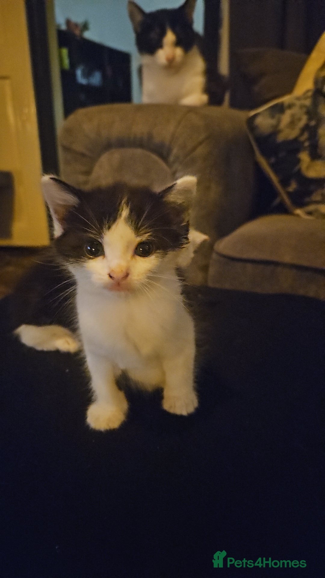 Mixed Breed cats for sale: 4 beautiful mixed kittens  - Image 8