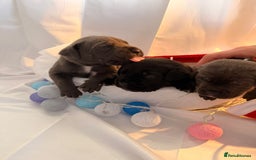 Cane Corso dogs for sale: Pure Cane Corso’s 🐶 - Advert 5