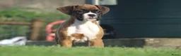 Boxer dogs for sale: Beautiful boxer puppies  - Advert 9
